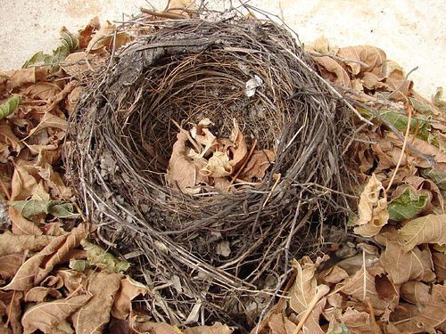 Is Your Empty Nest Filling Back Up Again?